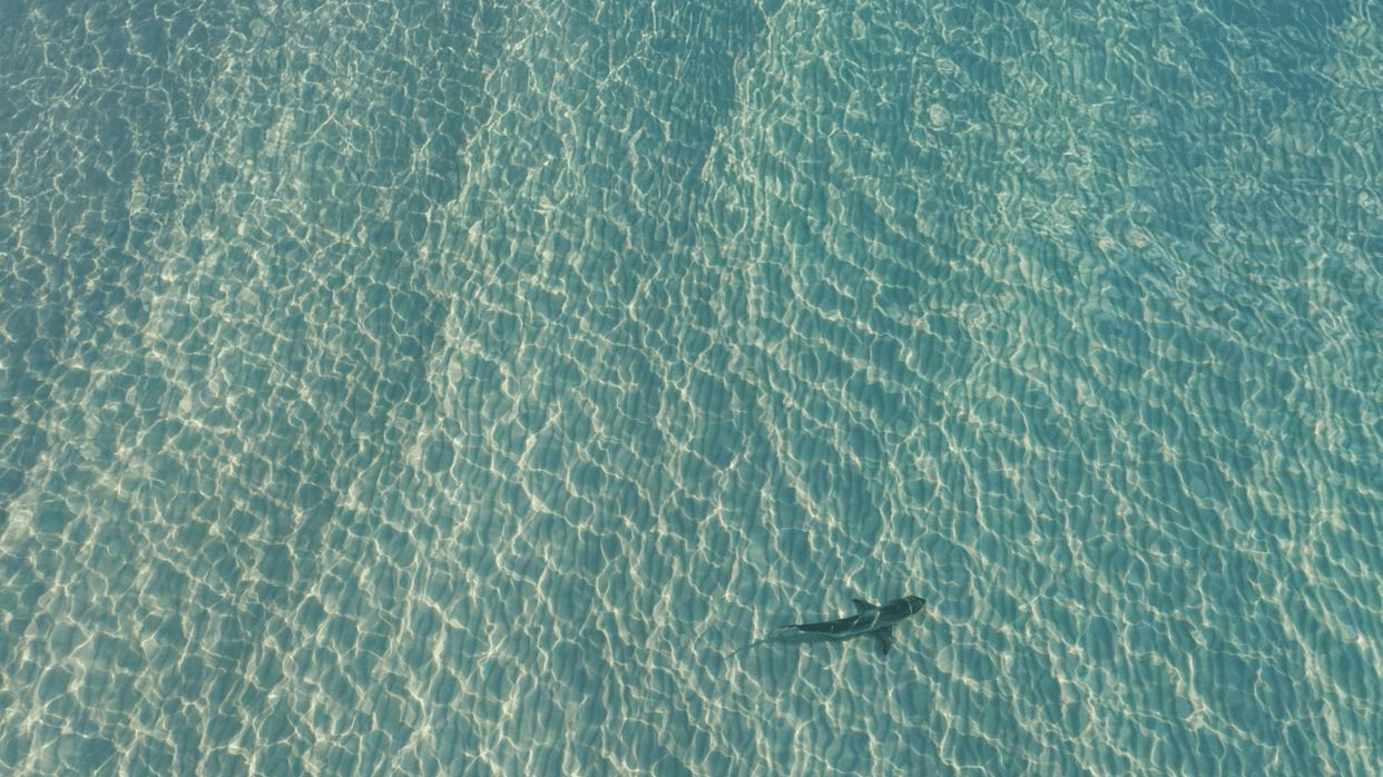 Foot-chomping at New Smyrna Beach. Hydrofoil horror in the Canary Islands. The big one near Nantucket. No sharks allowed at The US Open for Surfing