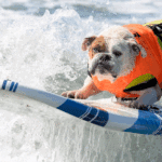 Beginner surfers banned. Surfing dogs chase world records. The greatest surf exhibit ever hits Santa Cruz.