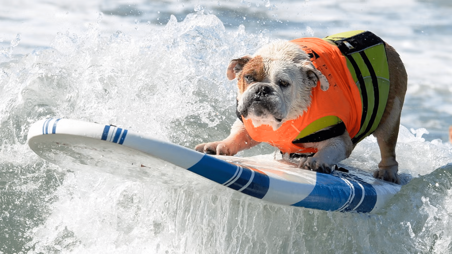 Surfing dogs