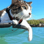 It’s only surfing FFS