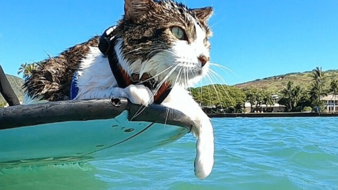 It's only surfing FFS