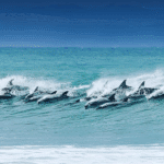 Jeffreys Bay—the second-best wave in the world