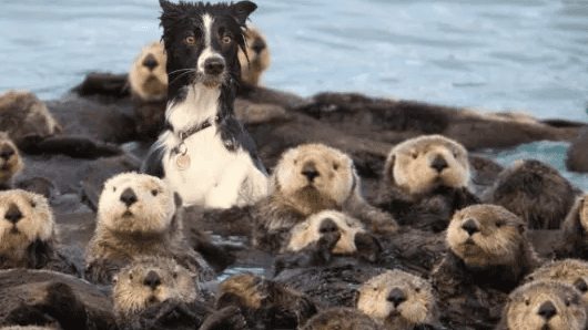 Hawai'i wants Olympic dough. Arizona goes full send. Save the Waves summits. Otters attack.