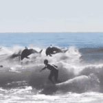 Girl backflips. Boards fly free. Dolphins crash a comp. Wave pools rise East and West.