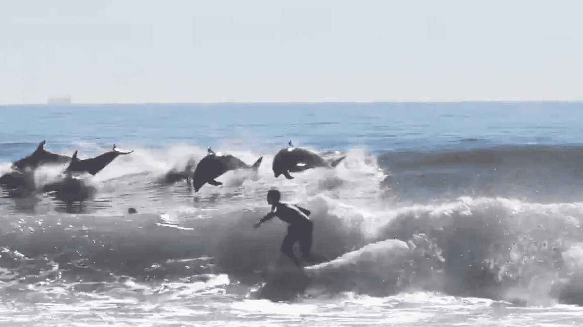 Dolphins crash a comp