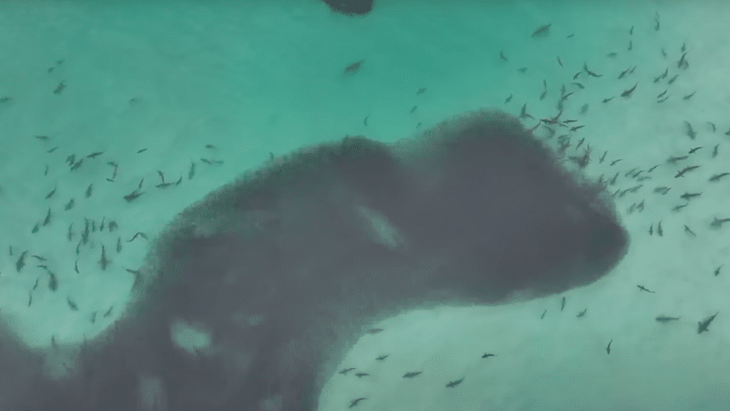 500 sharks eat sardines not a surfer