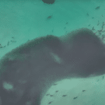 Surf news roundup goes East to West round the world