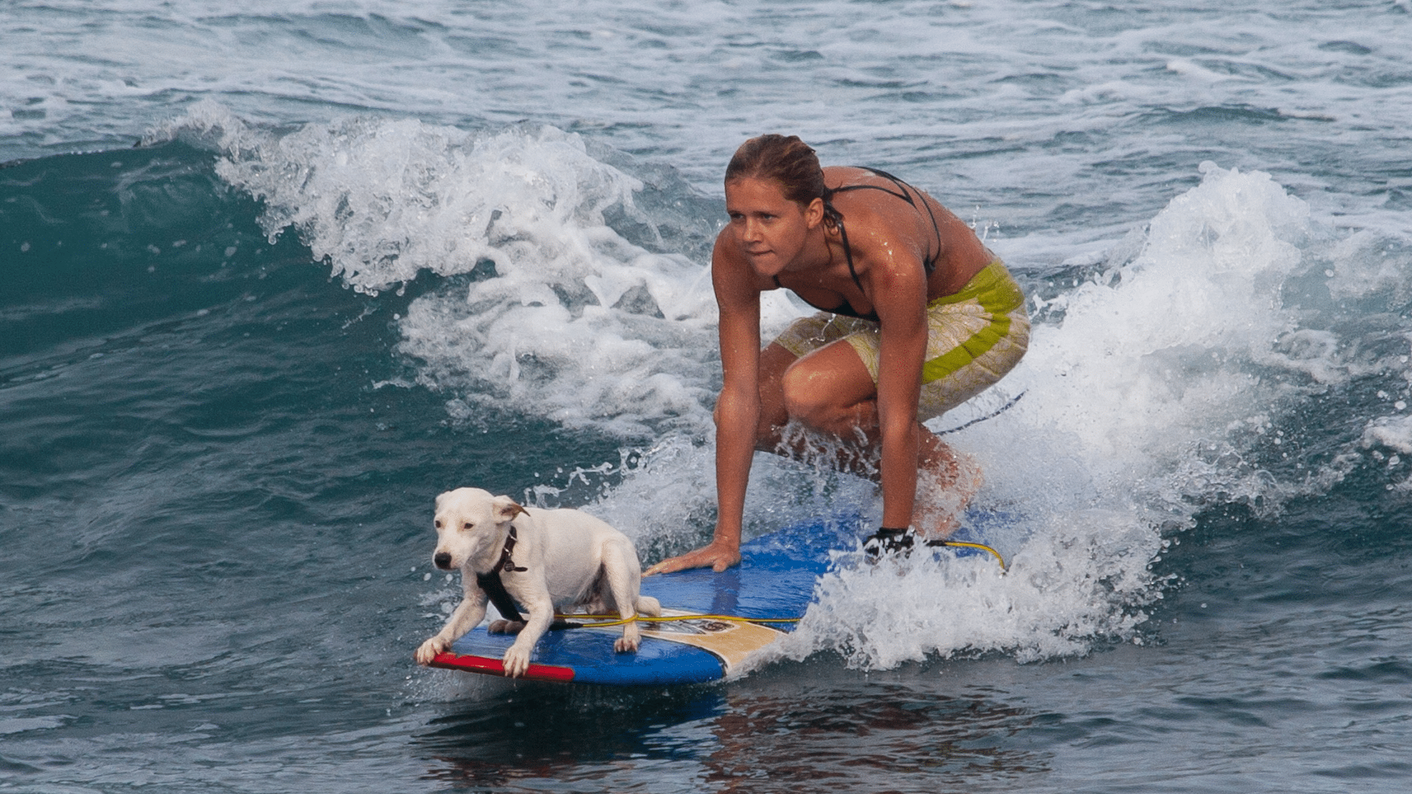 Hey Zuz, I’m confused: Can I bring my dog surfing?