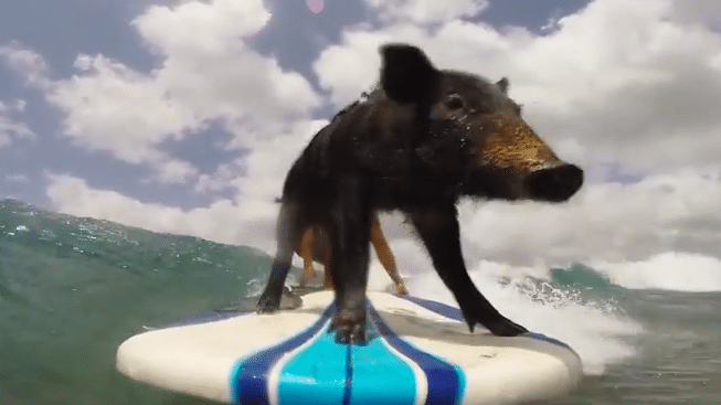 Surfing Pig