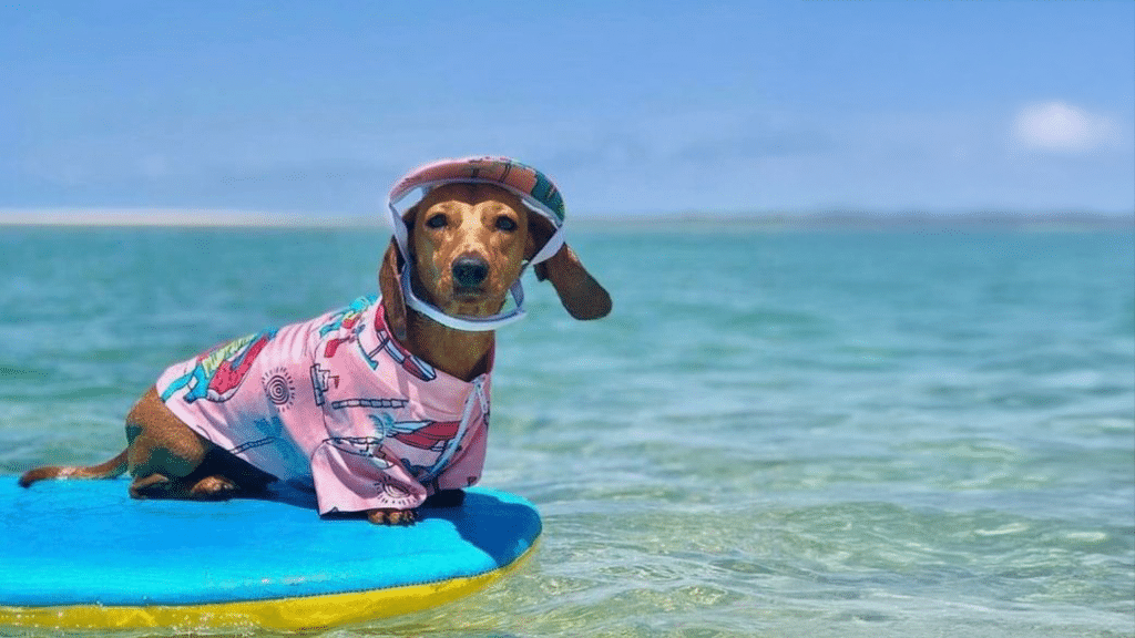 Surfing dachshund