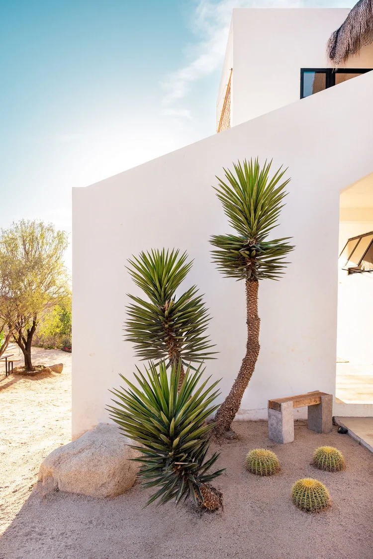 el campo bcs el pescadero baja 5774